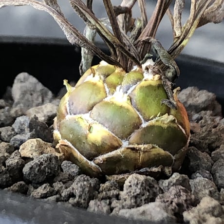 othonna   lepidocaulis《S size》※littmon seed🌱※ボール型からの成長と表皮の変色の変化も楽しめる一株※mad black pot植え
