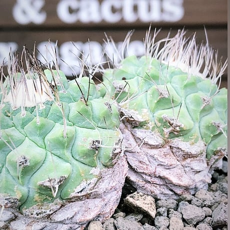 strombocactus 白棘菊水　w-he'd株《M size》激希少‼︎現地球発根後店主国内管理12年株※希少性&美しい樹形balanceな堪らない装い‼︎※mad black pot植え