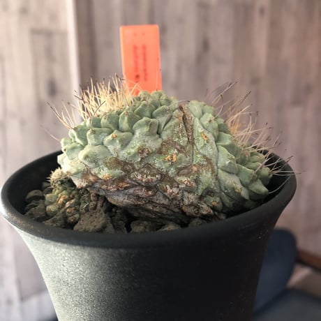 strombocactus  菊水《M size》3分頭株  希少3hed‼︎  ※店主管理国内６年株
