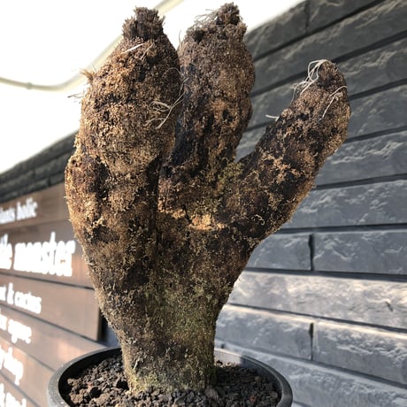xerophyta trichophylla《S size》※現地球発根後店主国内管理2年株※驚愕強靭株※良balanceな一株※mad black pot植え