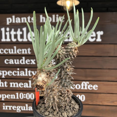 tylecodon  wallichii  和名＝奇峰錦《大きめM size》※現地球発根後店主管理5年株※美しく大きめで低重心良樹形な一株※ mad black pot植え