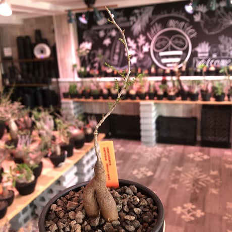 opercullicarya  packypus  littmon  seed🌱 《4年株》※枝が作られる丁度良き樹齢‼︎＆丈の締まったサイズ感※mad black bowl pot植え※限定4株