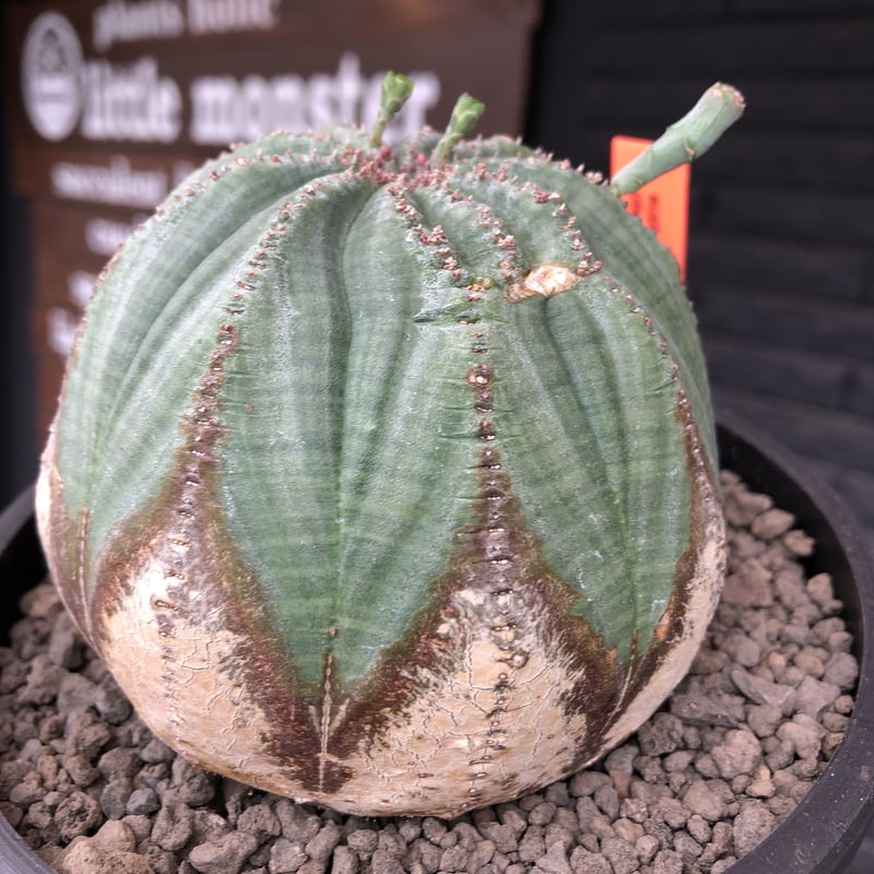 現地株　Euphorbia globosa 発根済　鉢のまま発送　コーデックス 現地株 Euphorbia globosa 発根済 鉢のまま発送 コーデックス