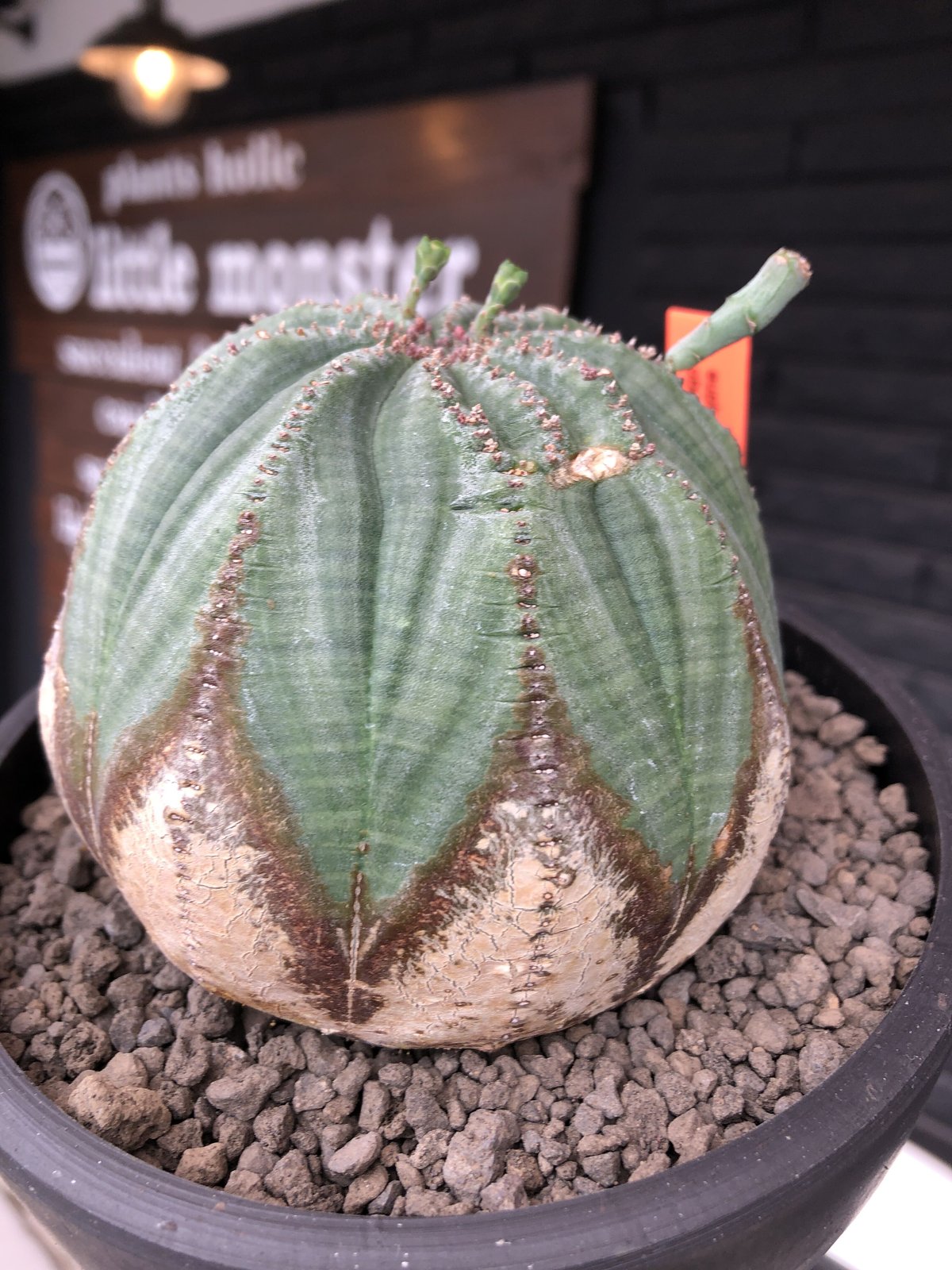 ユーフォルビアフスカ（大株）現地株　発根済み ユーフォルビアフスカ 現地株 発根済み ユーフォルビア フスカ