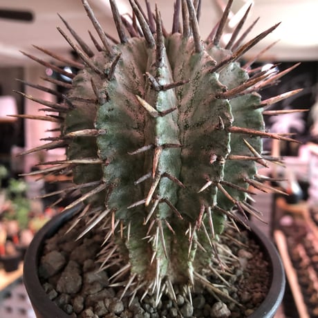 euphorbia horrida《大きめM size》※現地球株発根済※とびきりまん丸な可愛すぎる良樹形‼︎※mad black pot植え