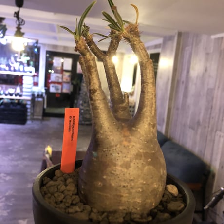 packypodium  gracilius《小さめM size》※現地球発根済株※店主国内管理3年株※compactなサイズ感のかわいいグラキ‼︎※mad black bowl pot植え