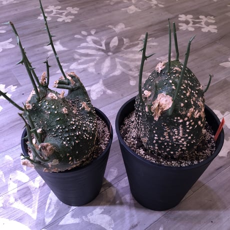 adenia   globosa《L L size》