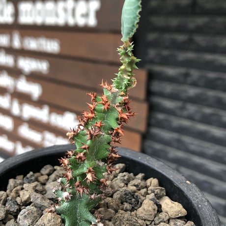 euphorbia magnifica《S size》※現地球株発根済※小振りコンパクトでかわいいながら枝ぶりなど今後の変化も楽しみな一株※black pot植え
