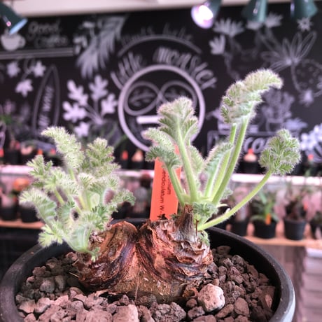 pelargonium  appendiclatum《M size》※店主個人株‼︎現地球発根済株※実生株しかまず出回る事のない激希少‼︎更にW-he'd‼︎🤩※mad black pot植え