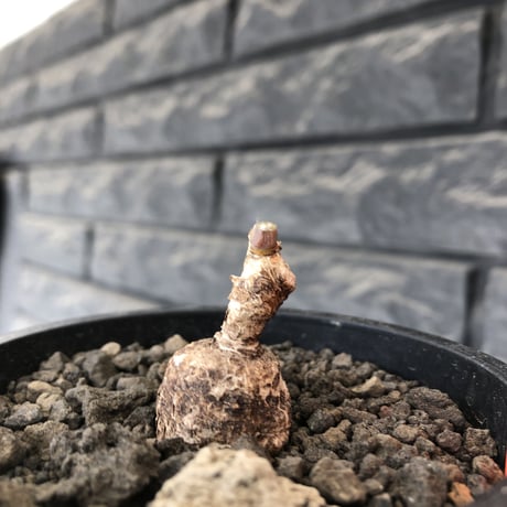 monadenium capitatum《M size 》希少種※現地球発根済※丸み強き株元に霜降り班模様が美しくもかわいい一株※mad black pot植え