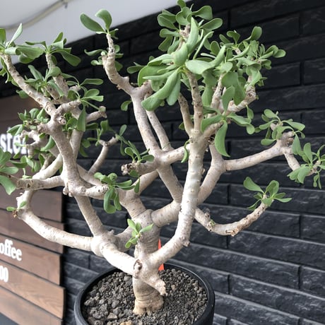 othonna  furcata《XL size》大株最高樹形※現地球発根後店主国内管理10年株※極めて美しい白肌にこの上なき枝振りな渾身の一株※mad black bowl pot植え