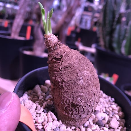 ユーフォルビアプリムリフォリア | STORES