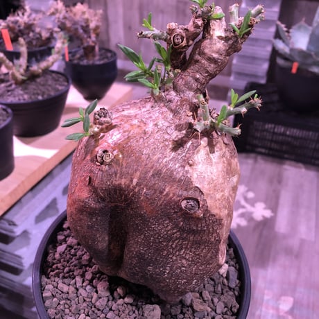 packypodium  bispinosum《大きめL size》※現地球発根済株※店主国内管理4年株※wildな表皮質に大きくぼってりまん丸樹形が堪らない‼︎※セラアートpot植え