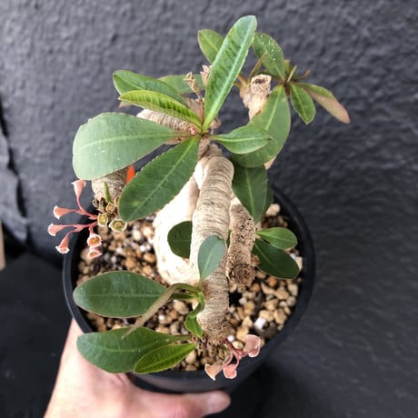 euphorbia   subapoda《L size》