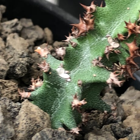 euphorbia magnifica《S size》※現地球株発根済※小振りコンパクトでかわいいながら枝ぶりなど今後の変化も楽しみな一株※black pot植え