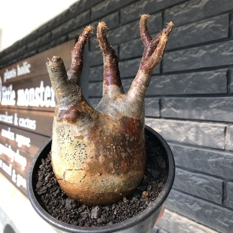 pachypodium gracilius《小さめ L size》※一部極赤肌&低重心株※現地球発根後店主国内管理4年株※班模様みたく赤肌とぼってり樹形が堪らない※mad black pot植え