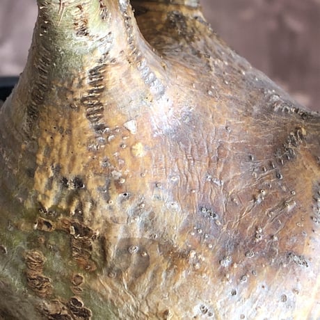 packypodium  gracilius《大きめM size》※現地球発根済株※店主国内管理4年株※現地焼けでビンテージ感がありながらもぼってり可愛い良樹形※mad black pot植え