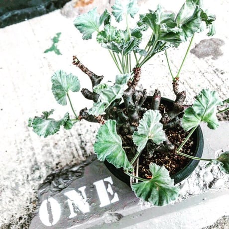 pelargonium  mirabile
