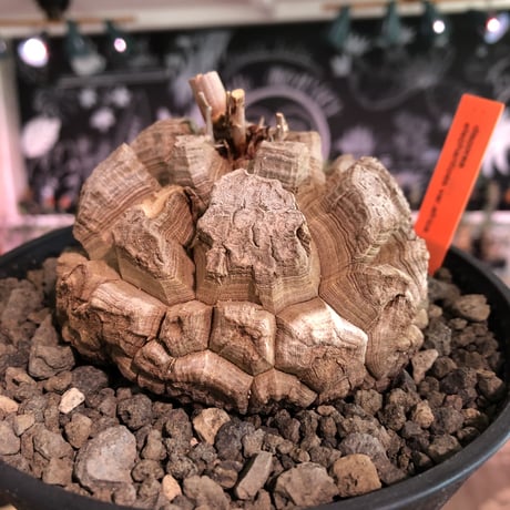 dioscorea elephantipes アフリカ亀甲竜《大きめM size》※今後輸入が厳しい南アフリカ物‼︎現地球らしい切れ目強き立体樹形の大きなwild亀さん※浅鉢植え※冬型種※限定2株