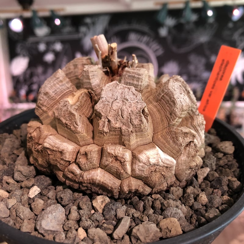 Dioscorea elephantipes亀甲竜種子500粒南アフリカ産（Dioscorea 