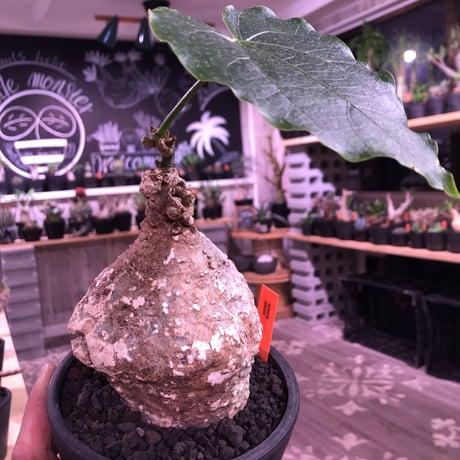 adenia   plastic《大きめM size》※大変肌質と表皮が木質化したvintage株‼︎ ※mad black pot植え　※希少