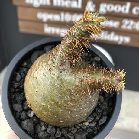pachypodium gracilius《大きめS size》希少‼︎ニ頭枝 &green肌※現地球発根済株※店主国内管理2年株※ぼってり樹形で捻くれた感が堪らない※mad black pot植え
