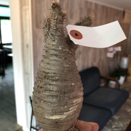 packypodium    gracilius《S size》輸入まもないまん丸新鮮株🌵vo①  限定15株