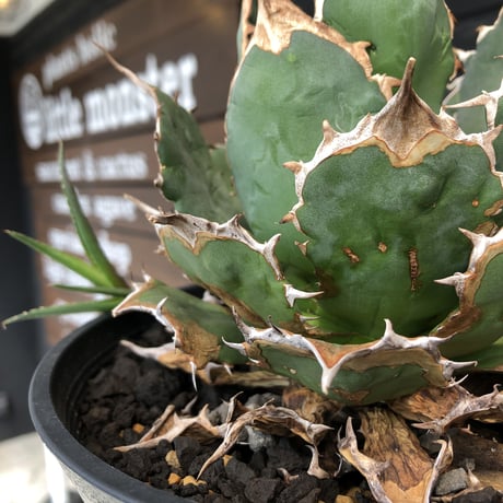 agave  titanota《小さめL size》※発根後店主国内管理2年株※締まり良きbest sizeなオススメ株※浅鉢植え