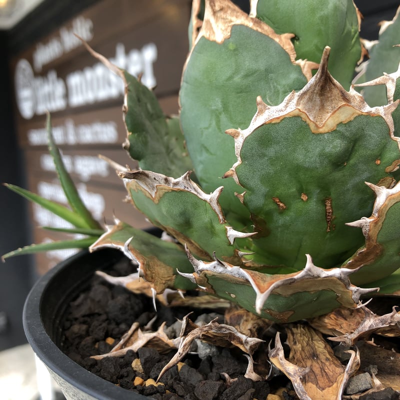 agave titanota《小さめL size》※発根後店主国内管理2年株※締まり良きbe