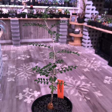 opercullicarya   packypus  littmon  seed🌱 《２年半株》balance良く装い良き一株‼︎　※（限定３株）