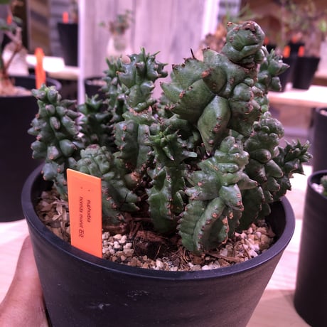euphorbia    horrida  monst《セッカ》