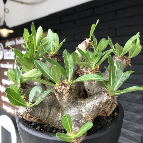pachypodium brevicalyx《大きめL size》※現地球発根後店主国内管理6年株※丈があり大変ゴツゴツ感強き男前な出立ちが堪らない※mad black bowl pot植え