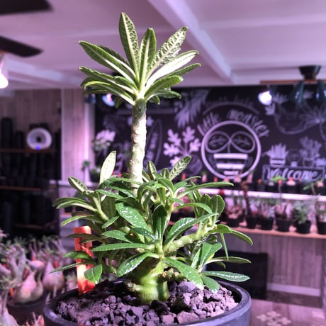 希少 dorstenia   gigas《大きめM size》littmon  seed🌱5年株※17本枝を出しぼってり株元＆良樹形balanceの将来有望ギガス※mad black pot植え