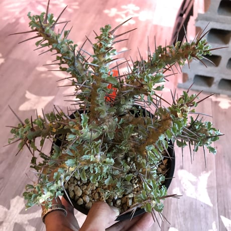 sarcocaulon   crassicaule《L  size》かなり強刺なwild美株‼︎  ※Instagram post株