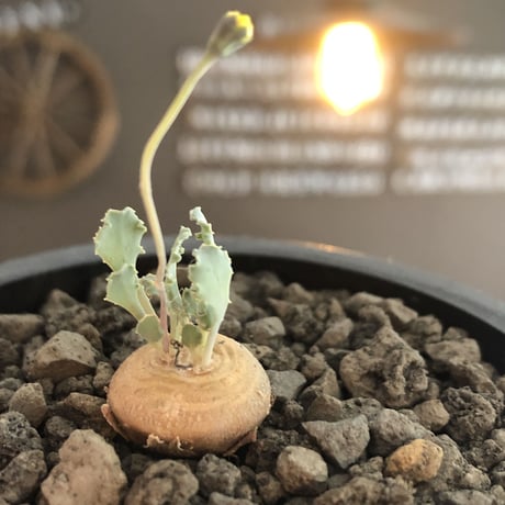 othonna  cacalioides《大きめS size》激希少‼︎現地球発根後店主国内管理6年株※主に実生株の流通の中、大変レアな一株※mad black pot植え