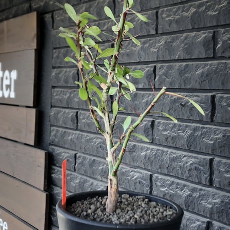 fouquieria  fasciculata《M size》驚愕‼︎激希少種※現地球発根後店主国内管理5年株※株元華奢ですが流通極少な渾身の一株※mad black pot植え