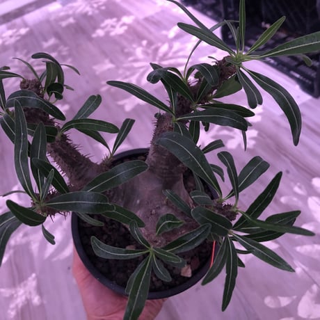packypodium  gracilius《M size》※現地球発根済み株‼︎  （限定1株）筋筋とボコボコを主張する枝振り激しいwildグラキ‼︎ ※mad black pot植え