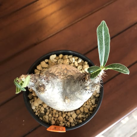 packypodium   roslatum  var.  cactipes《S size》現地球  未発根株