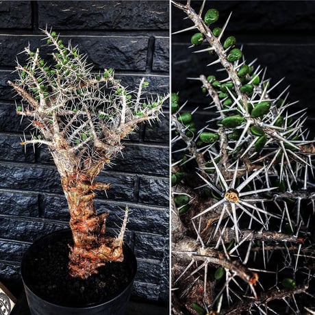 alluaudia    comosa《L size》驚愕極太コモサ  希少株‼︎  ※店主管理国内3年株‼︎