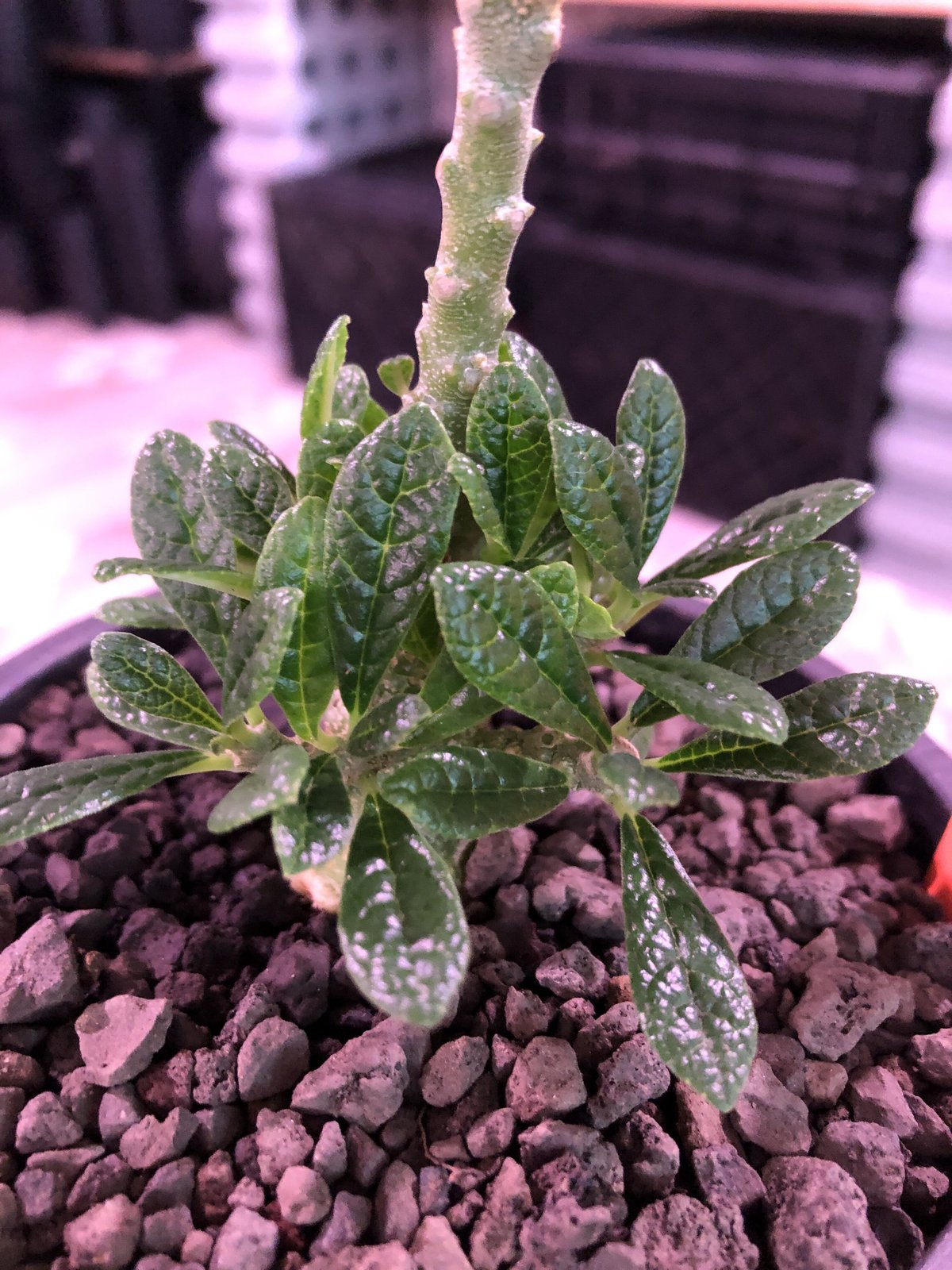 希少 dorstenia gigas《M size》littmon seed🌱4年株※大