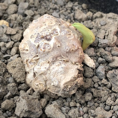 eriospermum cooperi《XL size》驚愕‼︎冬型激希少年代物大株※現地球発根後店主国内管理8年株※大変bigな塊根＆極美しい大きな葉も魅力な一株※mad black pot植え