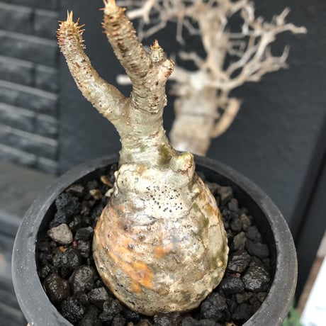 pachypodium gracilius《S size》現地焼け&ボコボコ肌※現地球発根後店主国内管理2年株※小振りでも立体的wildな荒肌質に強靭さ感じる一株※mad black pot植え
