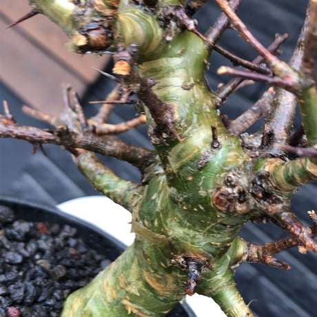 commiphora  myrrha《大きめM size》※現地球発根後店主国内管理8年株（店主私物株）※良き佇まいな激希少種※mad black bowl pot植え