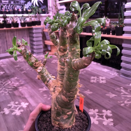 tylecodon  paniculatus 《太めM size》店主3年管理株‼︎ 激推し株‼︎　※mad black pot植え