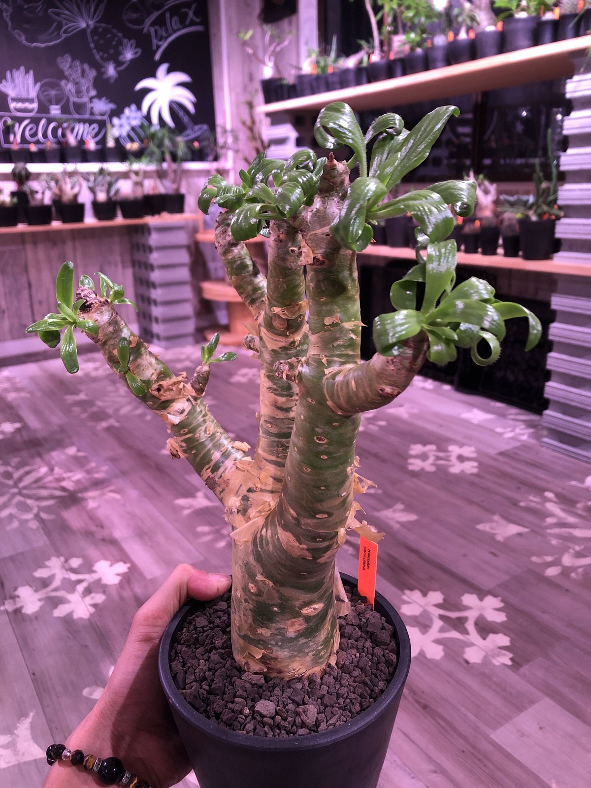 ティレコドン パニクラタス Tylecodon paniculatus 実生株