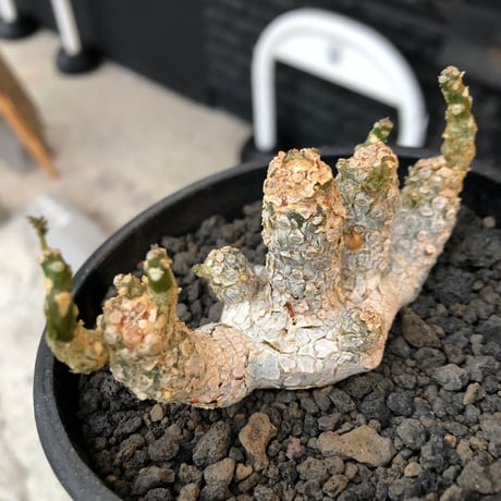 dorstenia  horwoodii《LL size》※現地球株発根済※古き良き味深い極白肌&低重心ぷっくり株元も堪らない渾身の一株‼︎※black bowl pot植え