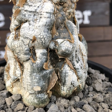 cephalopentandra ecirrhosa《 L size》ゴツゴツ極太株※現地球発根済株※店主国内管理7年株※幹のボコボコ感が強きパキプスかの如く厳つい一株※mad black pot植え