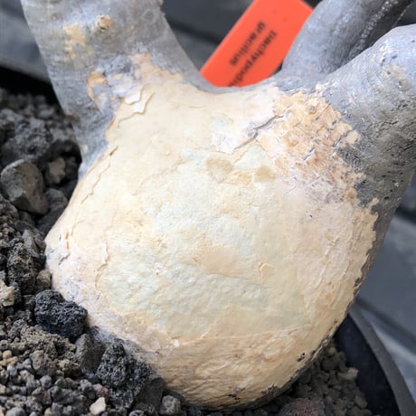 pachypodium gracilius《大きめM size》※現地球発根後店主国内管理4年株※絶妙な捻くれbalance&大きなポケットを持つトトロ樹形※mad black bowl pot植え