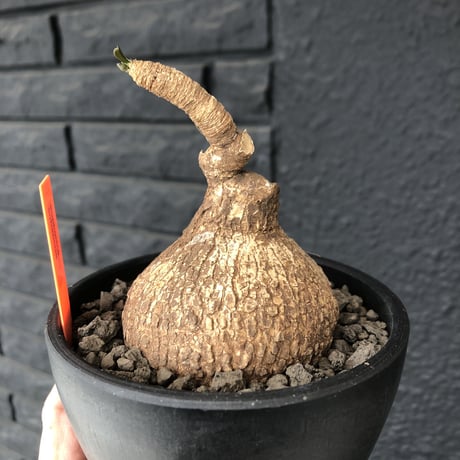 euphorbia   subapoda《M size 》特化した球体&扁平樹形が愛くるしくて堪らないスバポダ‼︎※mad black bowl pot植え