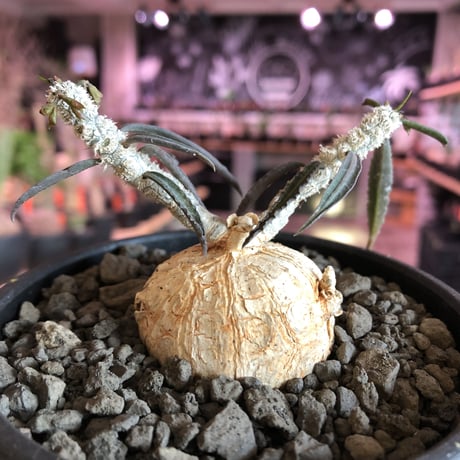euphorbia  waringiae《 M size》※現地球発根済株※店主国内管理3年株※希少‼︎オレンジ色の球体樹形なかわいい奴※mad black bowl pot植え